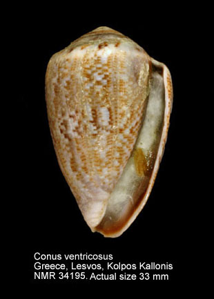 Conus ventricosus (4).jpg - Conus ventricosusGmelin,1791